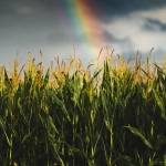 Системный анализ игрового автомата Sky Bounty с техническими параметрами