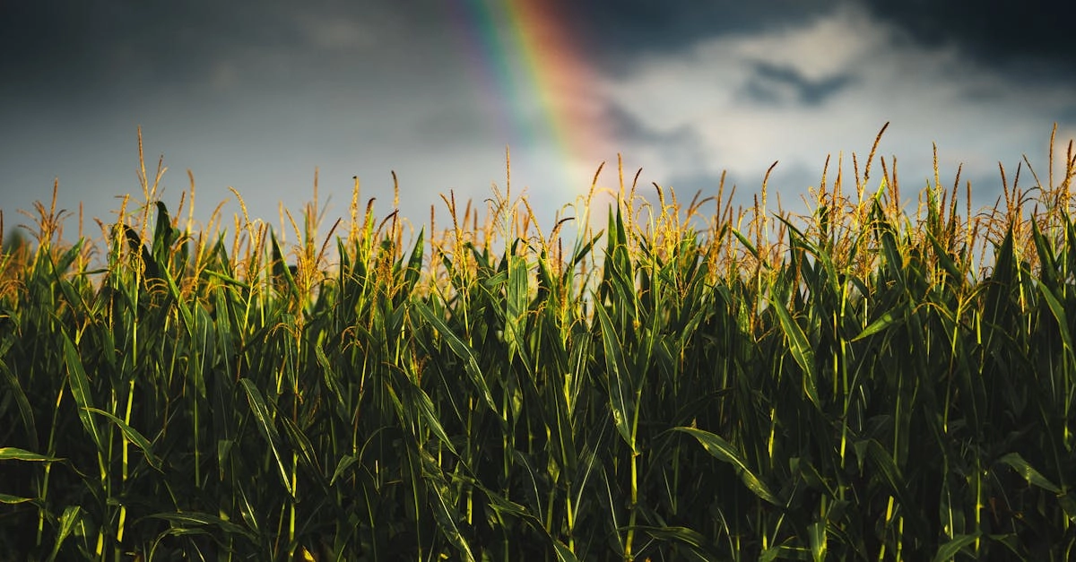 Системный анализ игрового автомата Sky Bounty с техническими параметрами